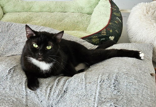 Bunny, a cat for adoption from Hancock County Humane Society