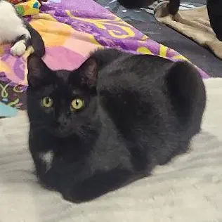 Whisper - Domestic Short Hair