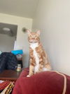 Jarvis