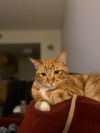 Jarvis