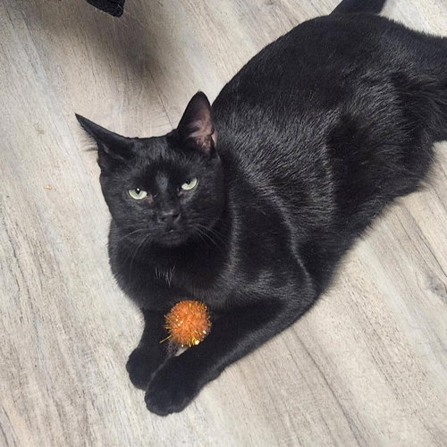 Salem