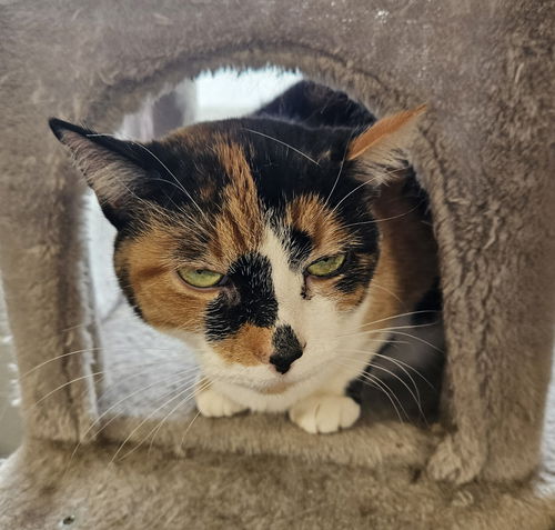 Sylvie