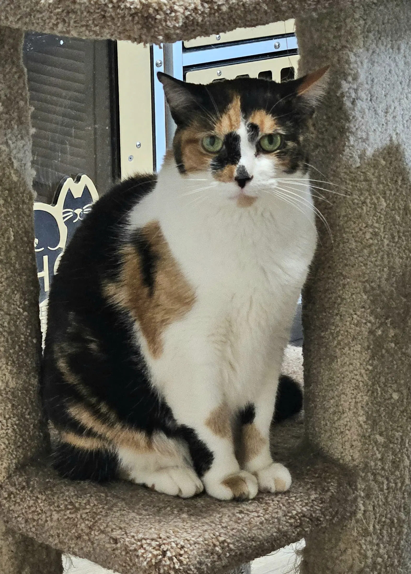Sylvie image 2