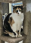 Sylvie