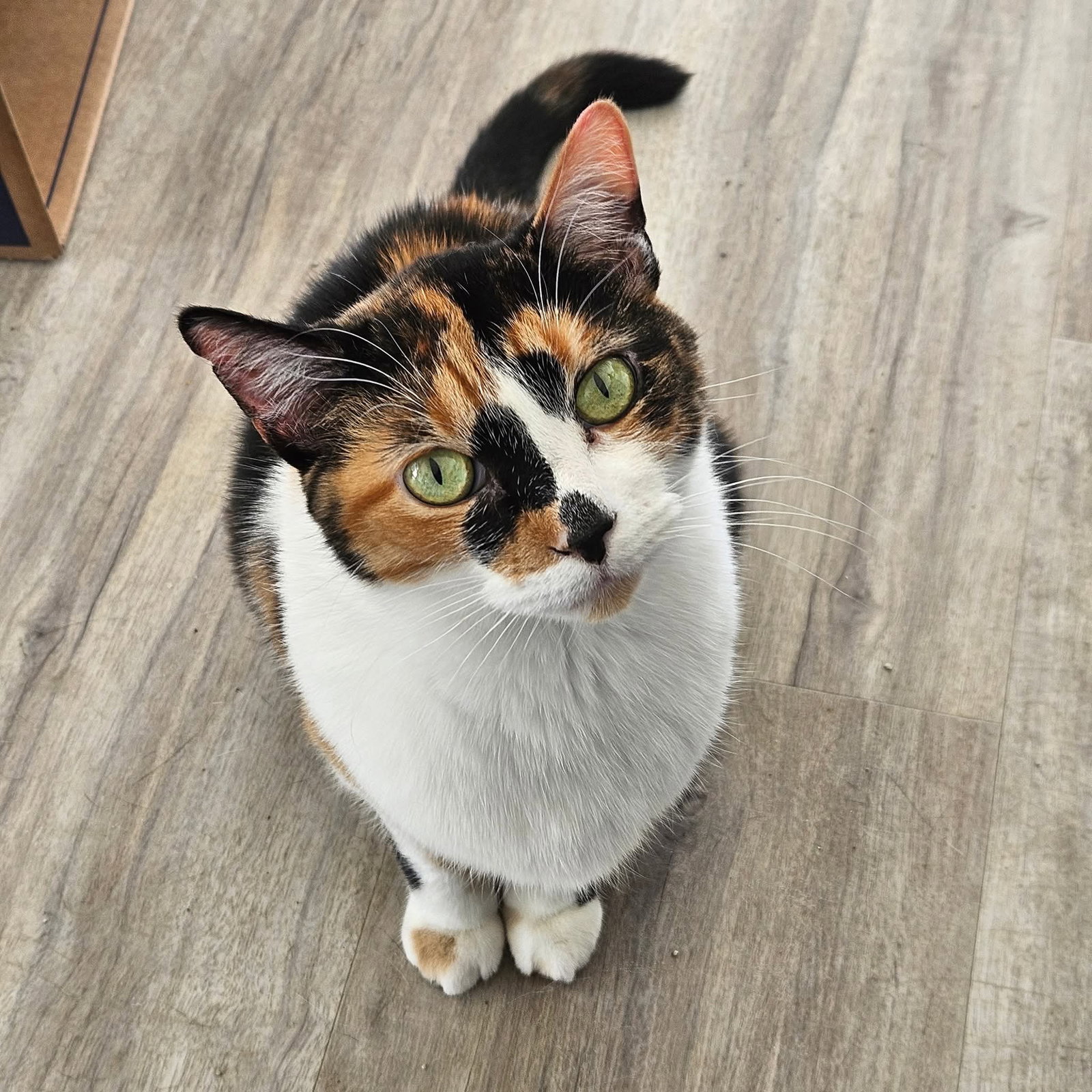 Sylvie Image