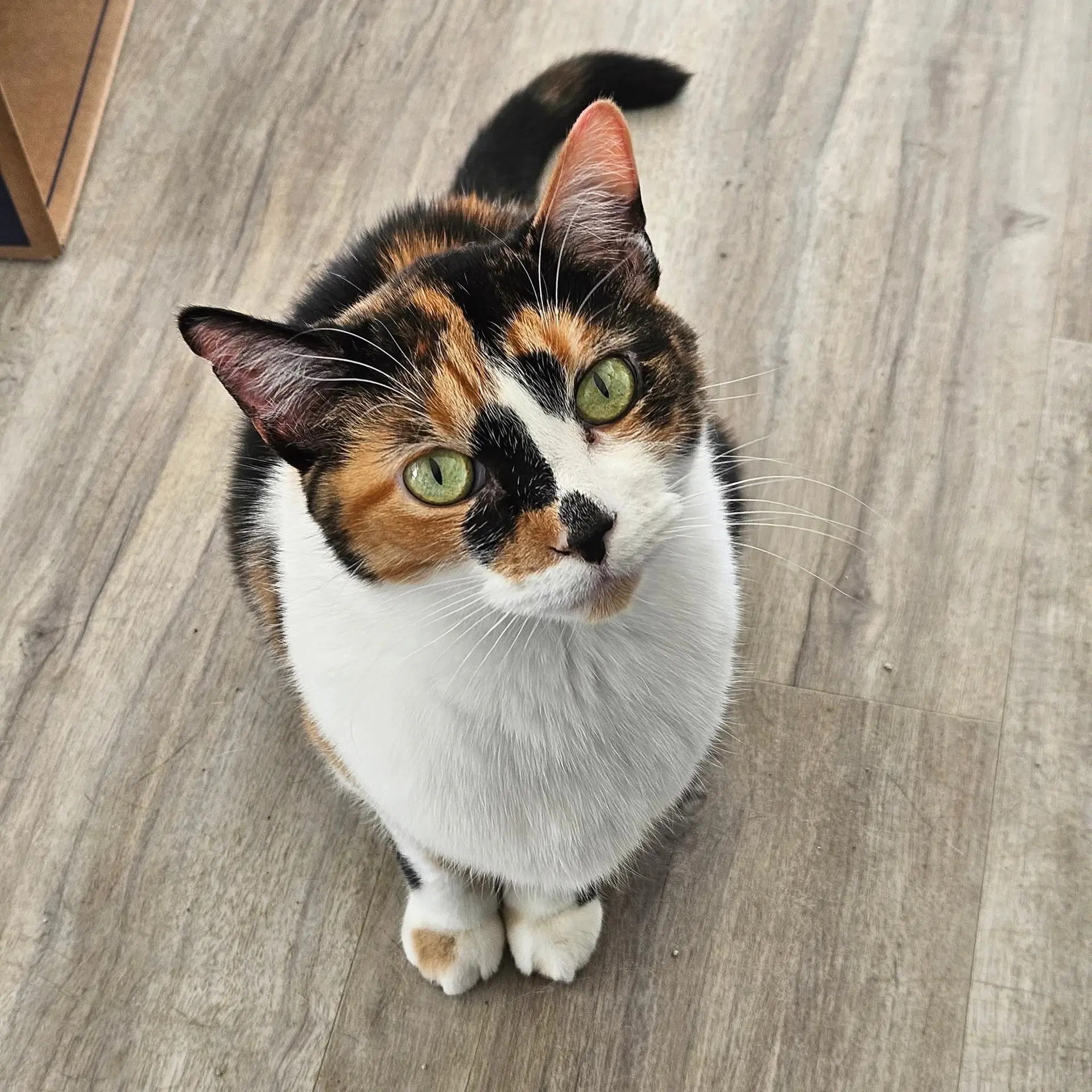 Sylvie - Domestic Short Hair