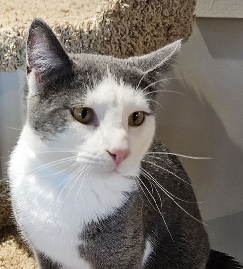 Archie