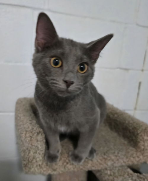 Templeton