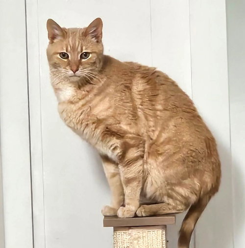 PESTO - Domestic Short Hair available for adoption
