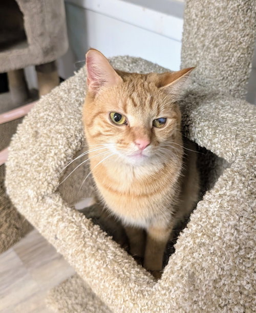picture of the cat needing adoption