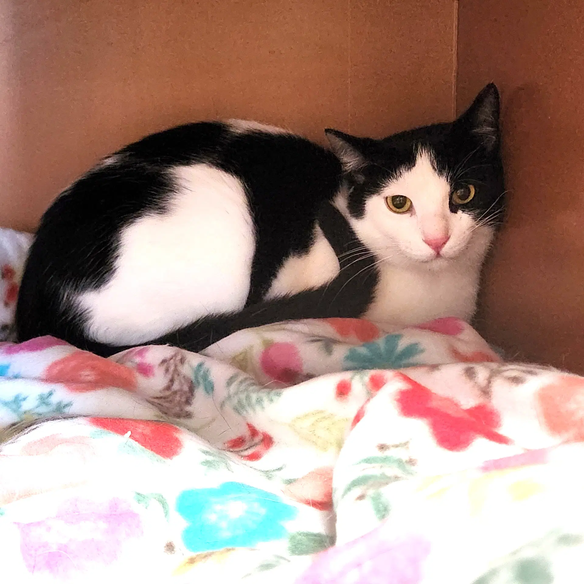 Dimitri - Domestic Short Hair