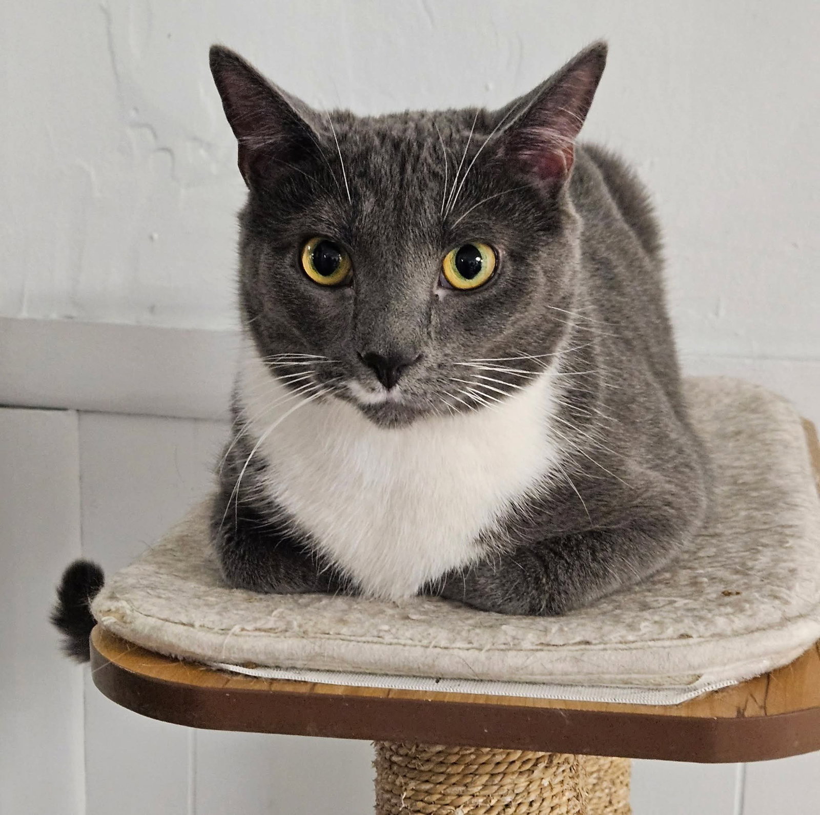 Charlie Image