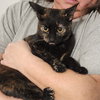 Espresso Bean