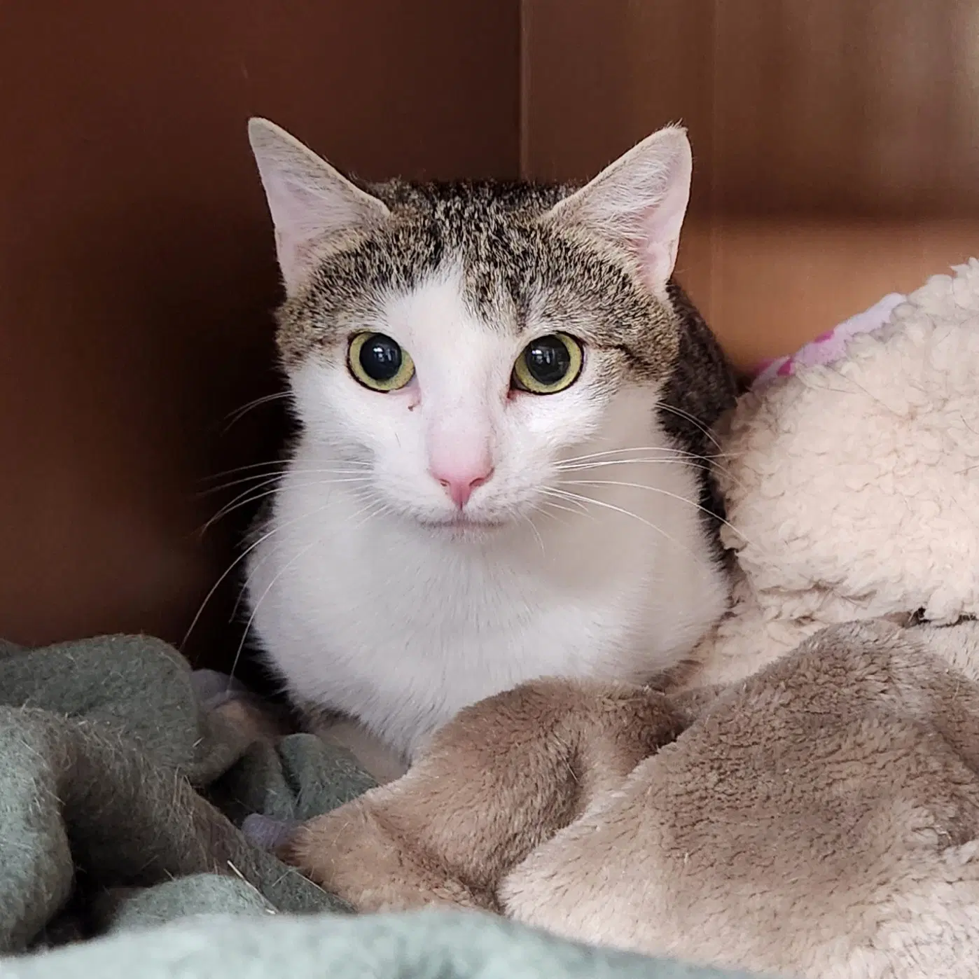 Justa - Domestic Short Hair
