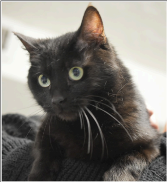 Binx
