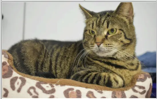 Ember - Domestic Short Hair