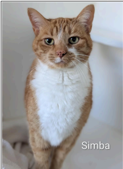 Simba