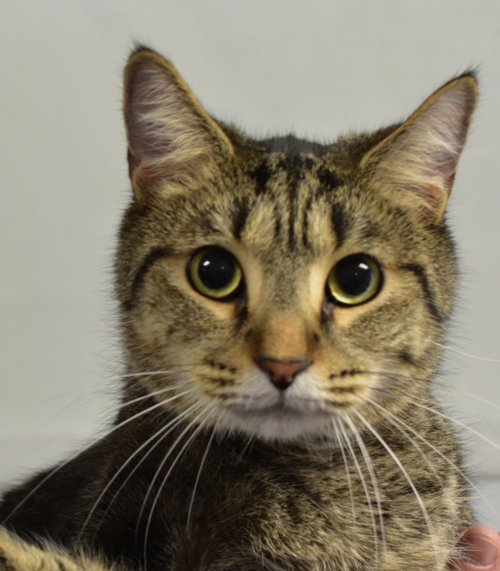 picture of the cat needing adoption