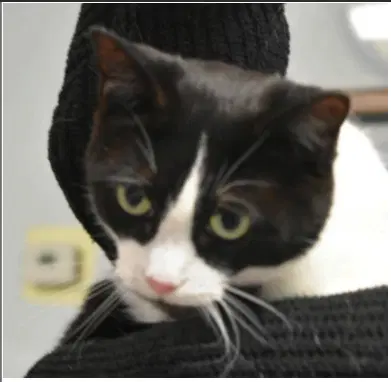 Bugsy - Domestic Short Hair