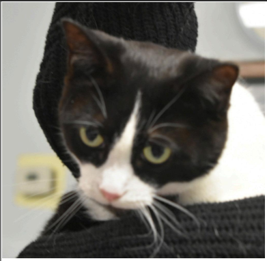 picture of the cat needing adoption