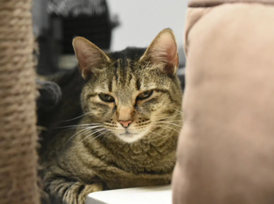 Mora - Domestic Short Hair
