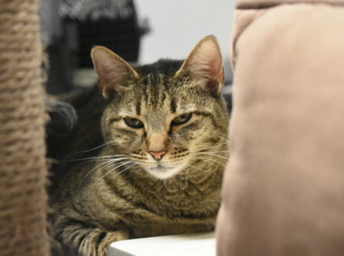 picture of the cat needing adoption