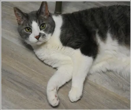 Spielburg - Domestic Short Hair