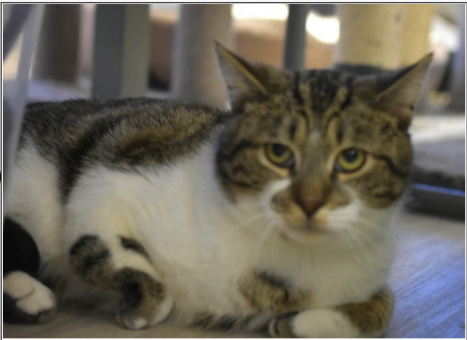 Gabe, Young Domestic Short Hair / Tabby, cat for adoption in Carmel, Indiana