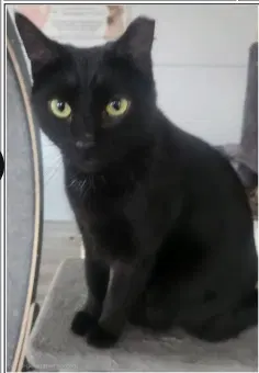 Morrison - Domestic Short Hair