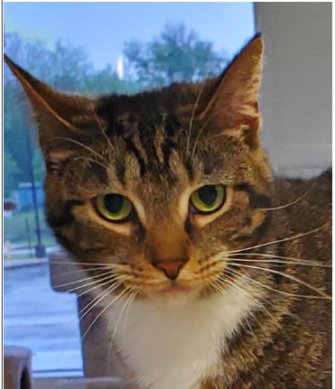 Joy, an adoptable Domestic Short Hair in Greenfield, IN