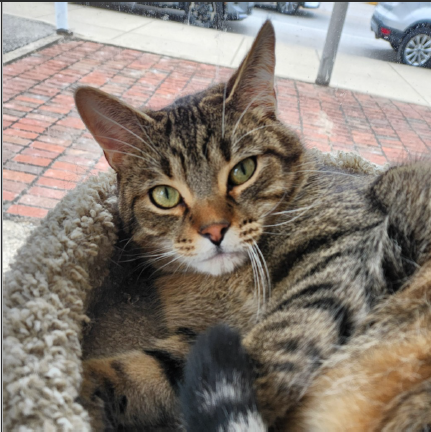 Tommy, an adoptable Domestic Short Hair in Greenfield, IN