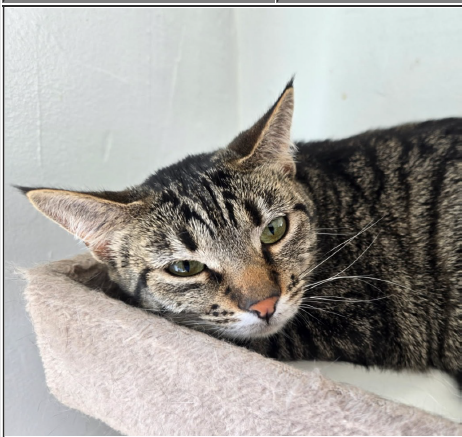 Kit, an adoptable Domestic Short Hair in Greenfield, IN