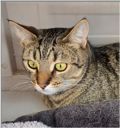 Kat, an adoptable Domestic Short Hair in Greenfield, IN