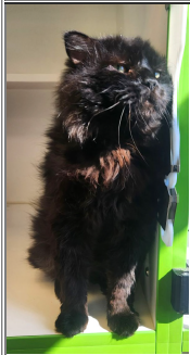 Midnight, an adoptable Domestic Long Hair in Greenfield, IN