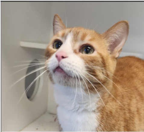Meela, an adoptable Domestic Short Hair in Greenfield, IN