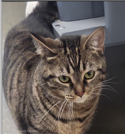 Teah, an adoptable Domestic Short Hair in Greenfield, IN