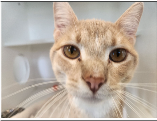 Russ, an adoptable Domestic Short Hair in Greenfield, IN