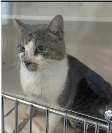 Tahoe, an adoptable Domestic Short Hair in Greenfield, IN