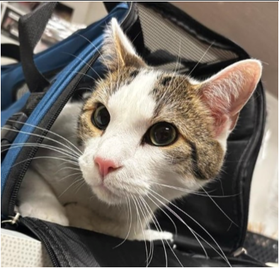 Duke, Adult Domestic Short Hair (short coat), cat for adoption in Anderson, Indiana