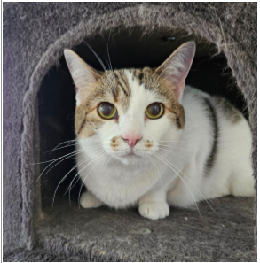 Daisy, Adult Domestic Short Hair (short coat), cat for adoption in Anderson, Indiana