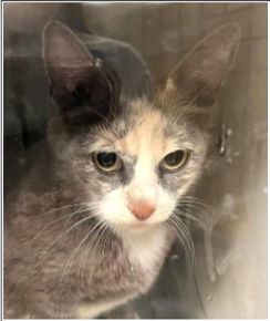 Bellami, Senior Domestic Short Hair / Dilute Tortoiseshell (short coat), cat for adoption in Anderson, Indiana