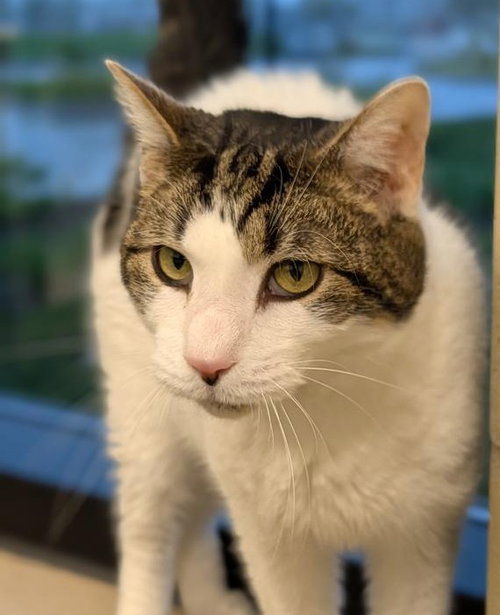 Pax, Senior Domestic Short Hair / Tabby / Mixed (short coat), cat for adoption in Columbus, Indiana