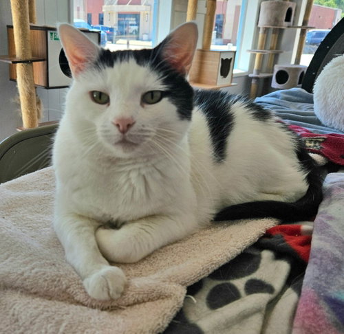 Reggie, Adult Domestic Medium Hair / Mixed (medium coat), cat for adoption in Columbus, Indiana