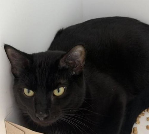Rob, an adoptable Domestic Short Hair in Greenfield, IN