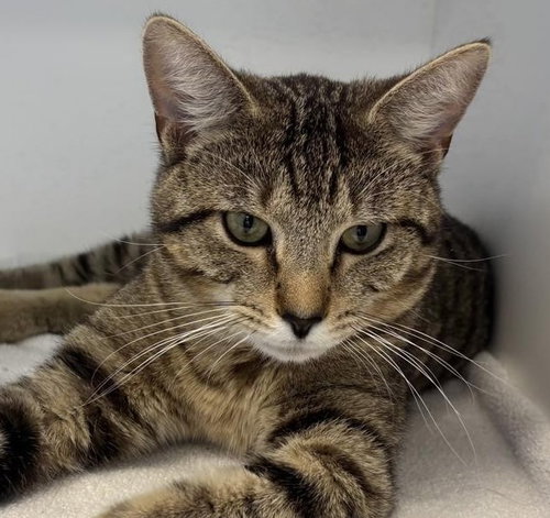 Atticus, an adoptable Domestic Short Hair in Greenfield, IN