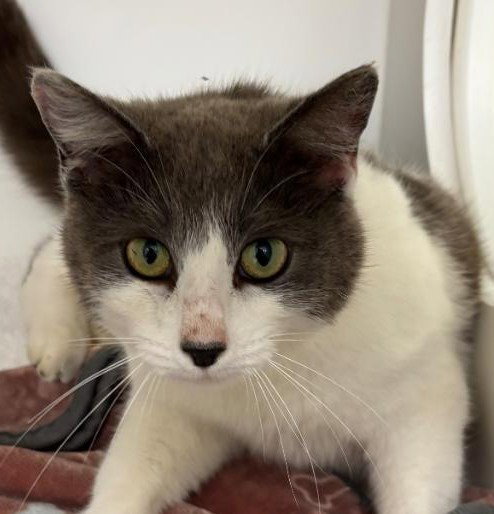 Georgia, an adoptable Domestic Short Hair in Greenfield, IN