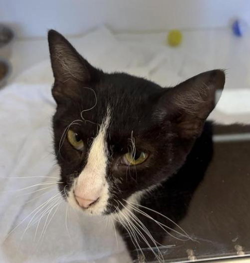 S'mores, an adoptable Domestic Short Hair in Greenfield, IN