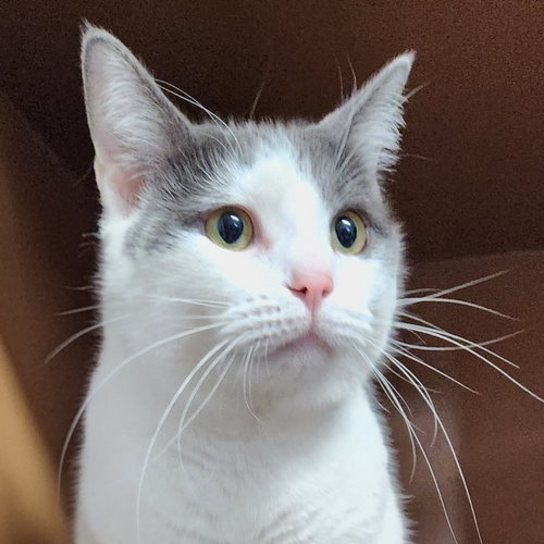 Mary Berry, a cat for adoption from Hancock County Humane Society