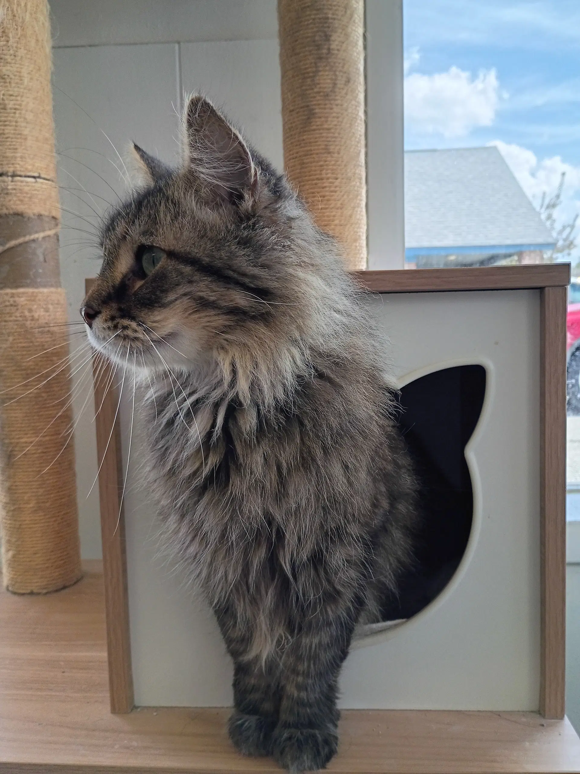 King Lear - Domestic Long Hair
