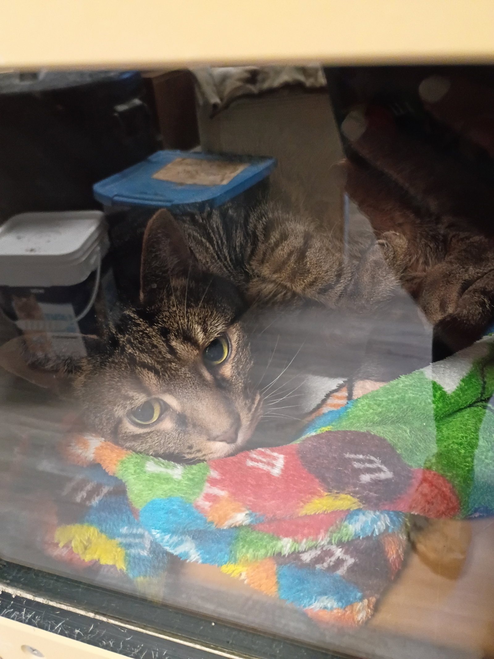 Percival, Domestic Short Hair